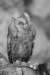 falconeriafreddy201111_small.jpg