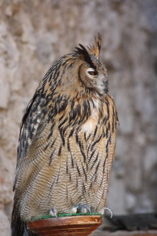 falconeriafreddy201114.jpg