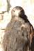 falconeriafreddy201115_small.jpg