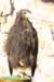 falconeriafreddy201116_small.jpg