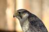 falconeriafreddy20112_small.jpg