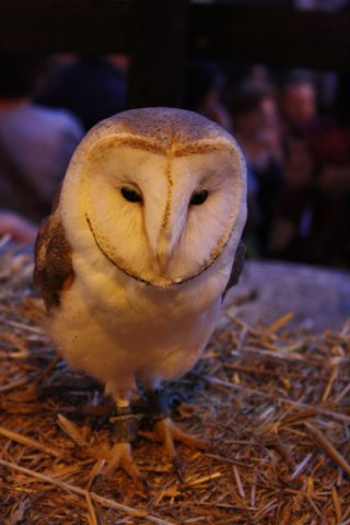 falconeriafreddy201134.jpg