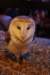 falconeriafreddy201134_small.jpg