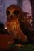 falconeriafreddy201135_small.jpg