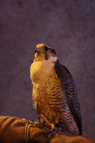 falconeriafreddy201136.jpg