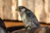 falconeriafreddy20113_small.jpg