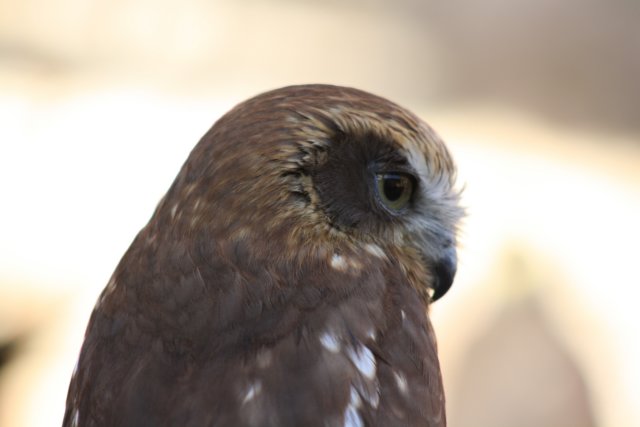falconeriafreddy20115.jpg