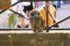 falconeriafreddy201154_small.jpg