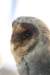 falconeriafreddy201157_small.jpg