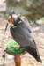 falconeriafreddy201159_small.jpg