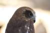 falconeriafreddy20115_small.jpg