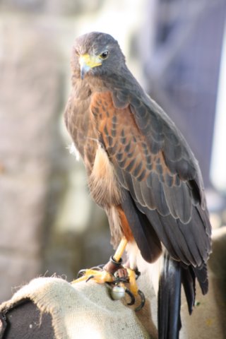 falconeriafreddy201160.jpg