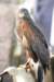 falconeriafreddy201160_small.jpg