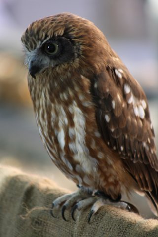 falconeriafreddy201161.jpg