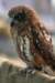 falconeriafreddy201161_small.jpg