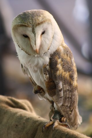falconeriafreddy201162.jpg
