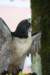 falconeriafreddy201164_small.jpg