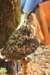 falconeriafreddy201165_small.jpg