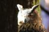 falconeriafreddy201166_small.jpg