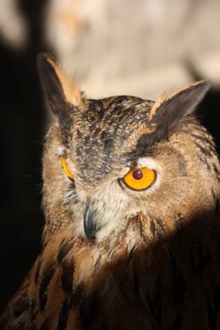 falconeriafreddy201167.jpg