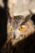 falconeriafreddy201167_small.jpg