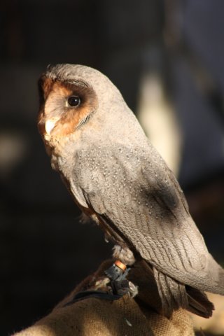 falconeriafreddy201169.jpg