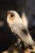 falconeriafreddy201169_small.jpg