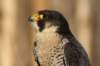 falconeriafreddy20116_small.jpg