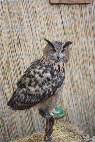 falconeriafreddy201170.jpg