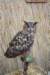 falconeriafreddy201170_small.jpg