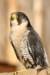 falconeriafreddy20117_small.jpg