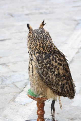 falconeriafreddy20121.jpg