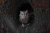 falconeriafreddy2012107_small.jpg