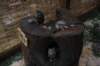 falconeriafreddy2012108_small.jpg
