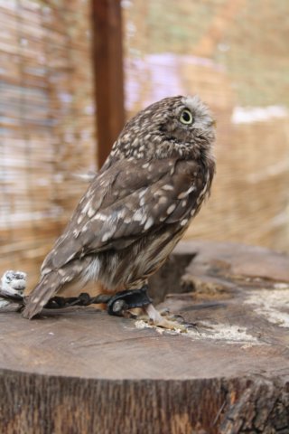 falconeriafreddy2012109.jpg