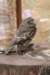 falconeriafreddy2012109_small.jpg