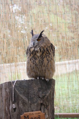 falconeriafreddy2012110.jpg