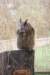 falconeriafreddy2012110_small.jpg