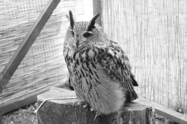falconeriafreddy2012112.jpg