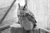 falconeriafreddy2012112_small.jpg