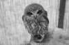 falconeriafreddy2012113_small.jpg