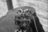 falconeriafreddy2012114_small.jpg