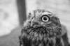 falconeriafreddy2012115_small.jpg