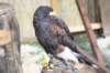 falconeriafreddy2012120_small.jpg