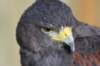 falconeriafreddy2012121_small.jpg