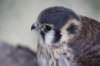 falconeriafreddy2012122_small.jpg