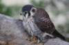 falconeriafreddy2012123_small.jpg