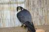 falconeriafreddy2012125_small.jpg