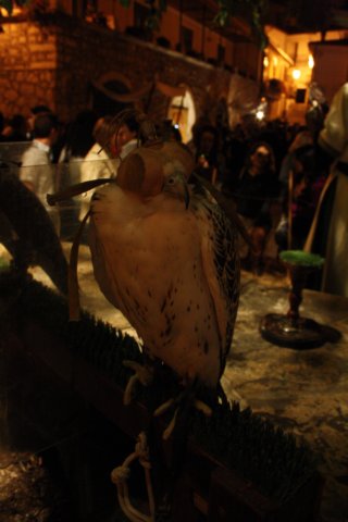 falconeriafreddy2012172.jpg