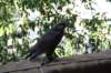 falconeriafreddy2012184_small.jpg